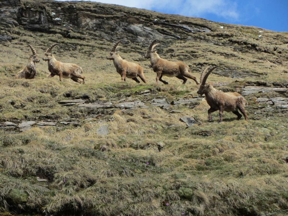 Appartamento Berghaus Glockner, Niedermeyer Heiligenblut Esterno foto